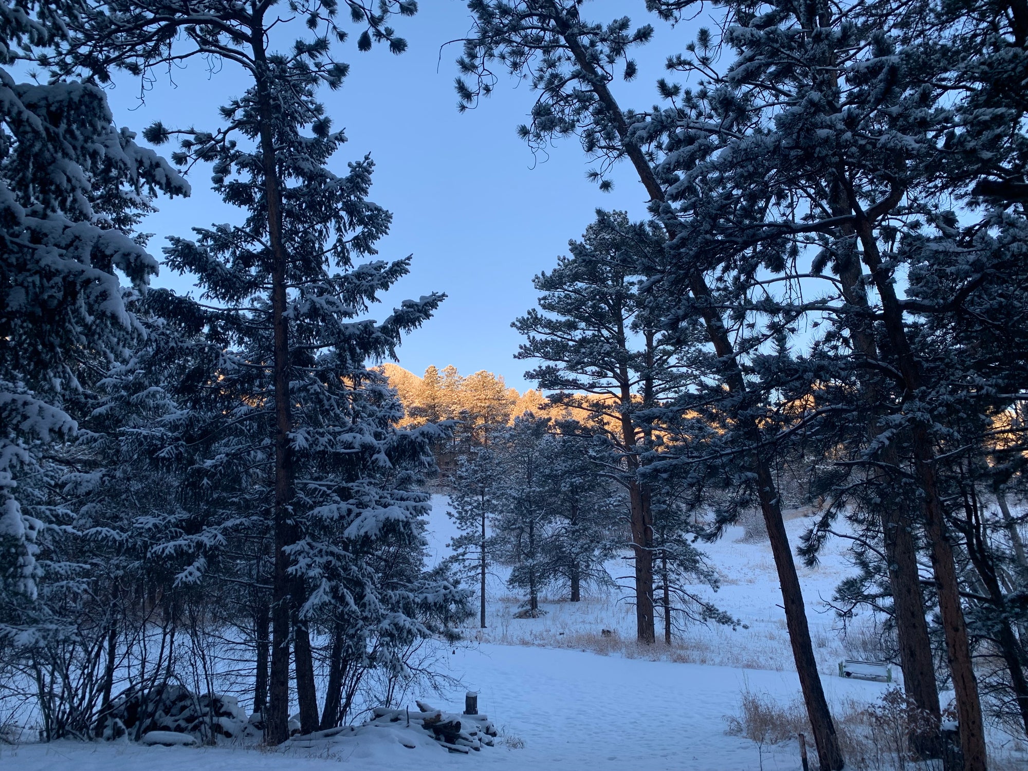 How do trees survive the winter?
