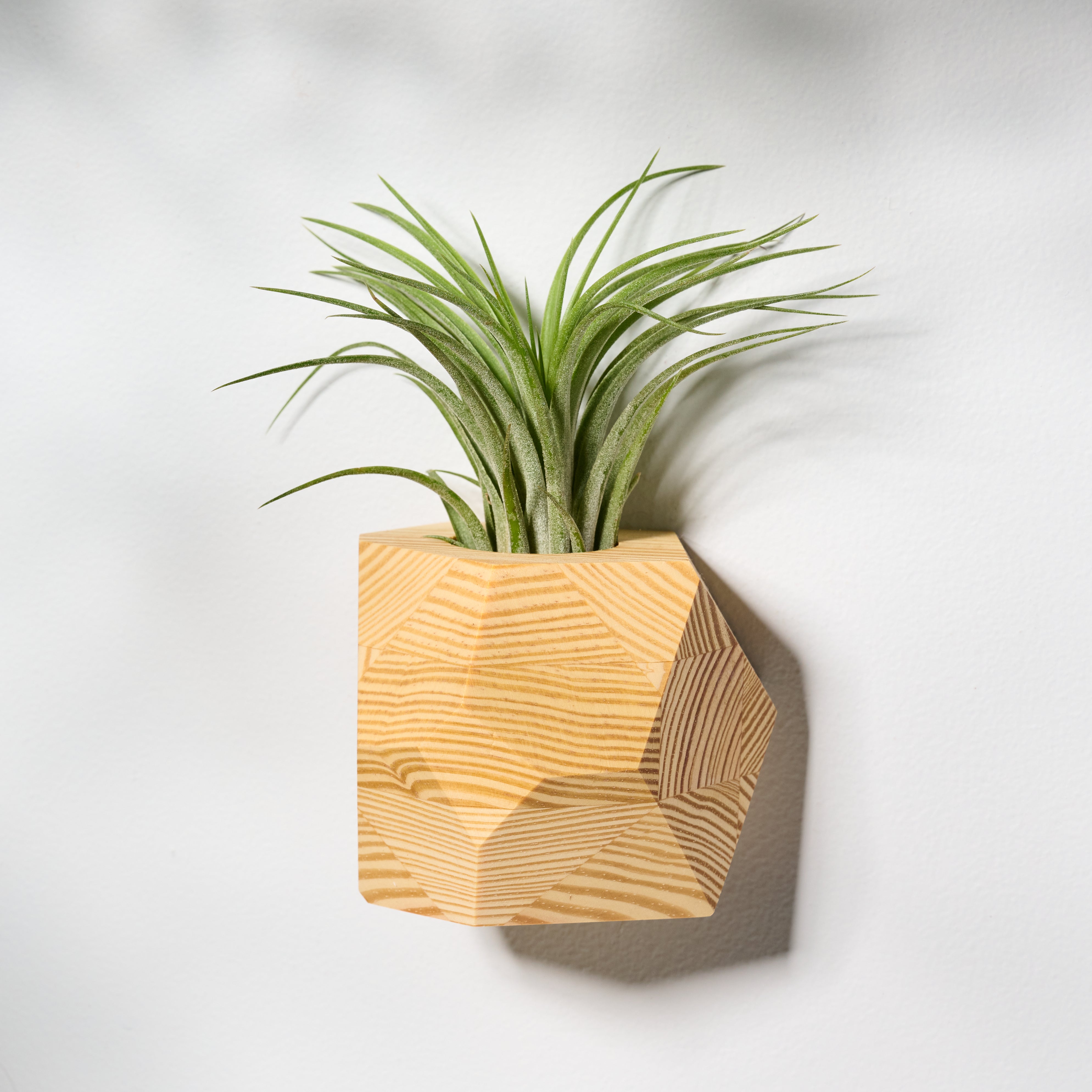 Geometric faceted wall mounted air plant holder