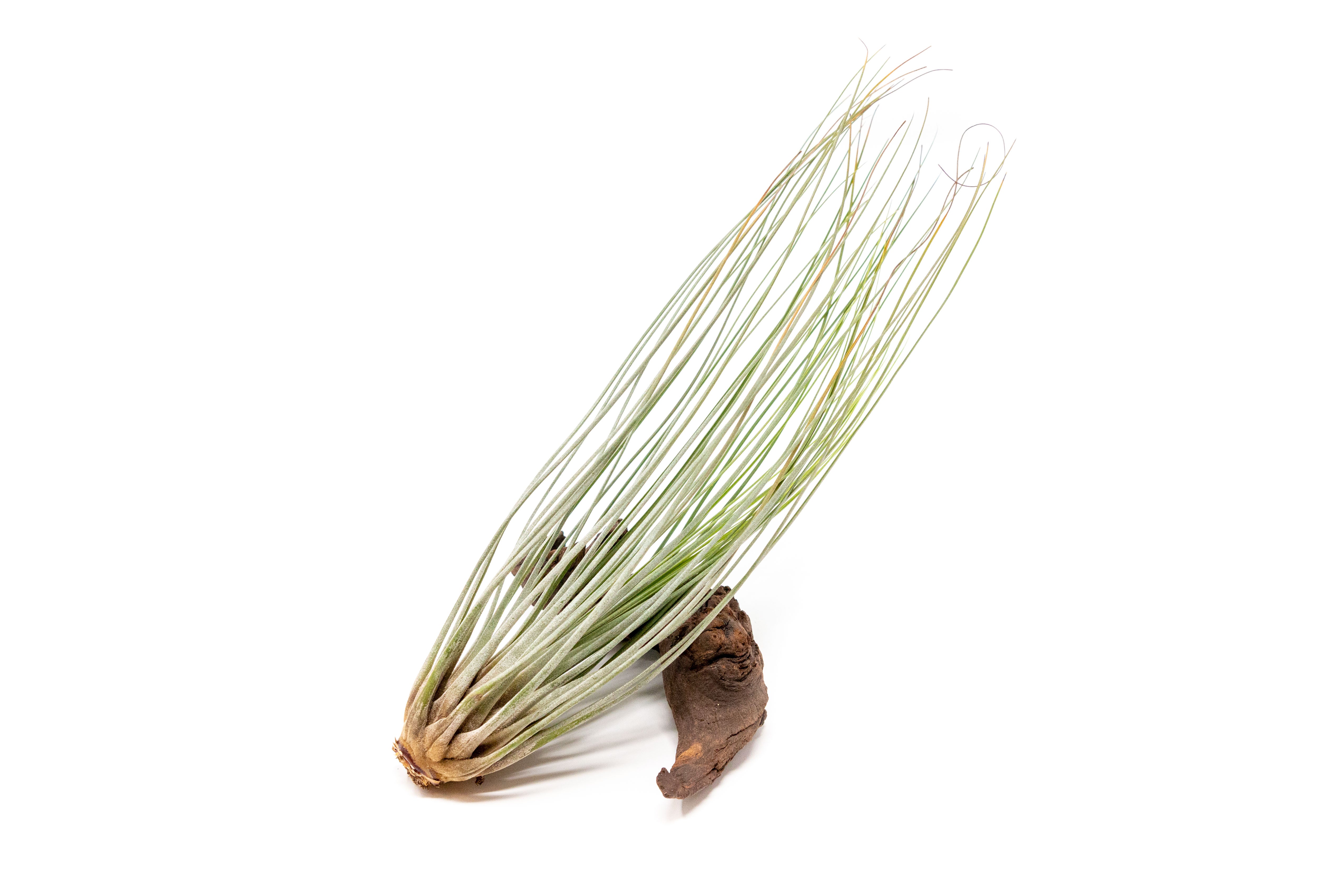 Large Tillandsia Juncea Air Plants / 8-12 Inch Plants