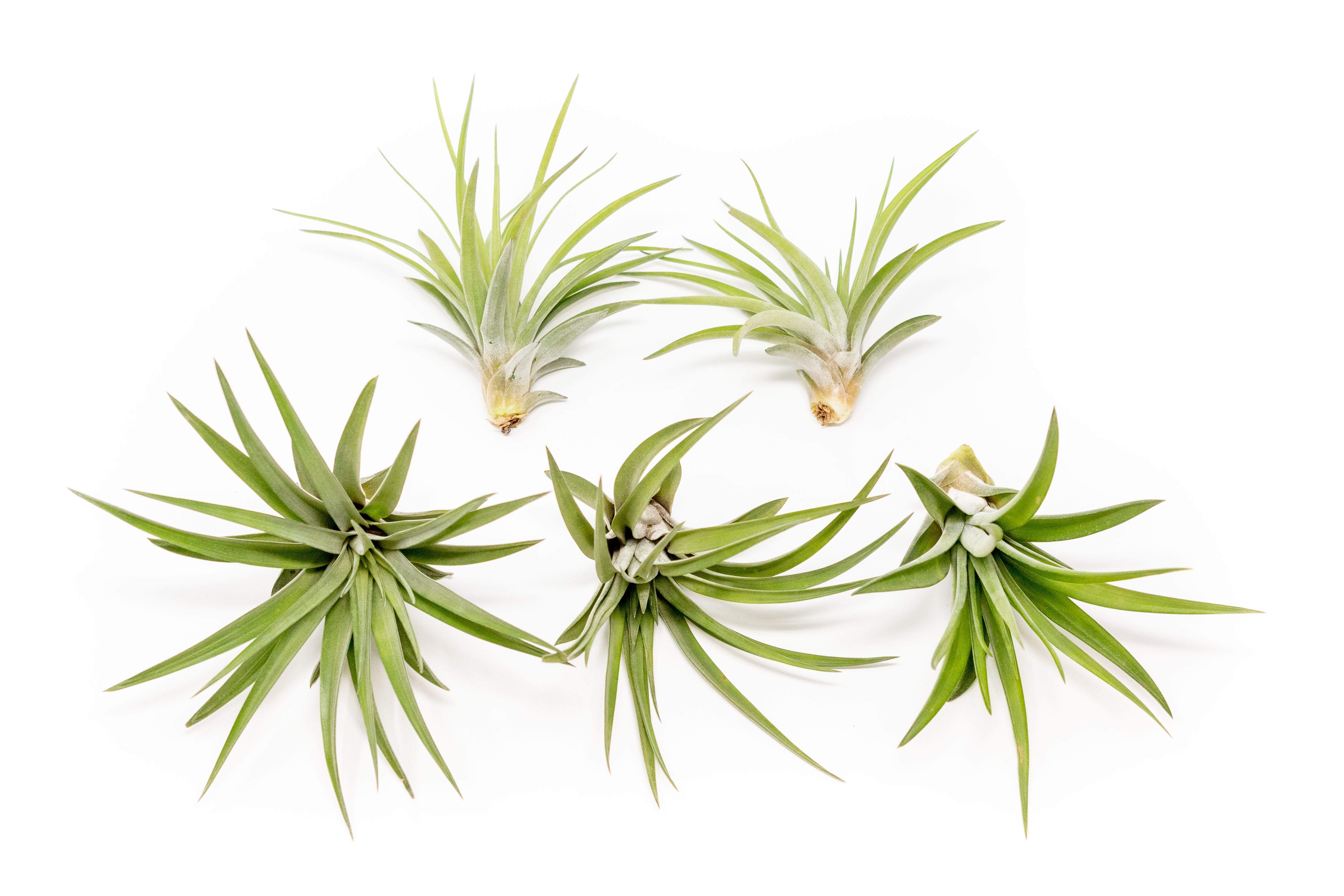 velutina air plant SALE - Large Tillandsia Velutina Air Plants - Set of 5 or 10