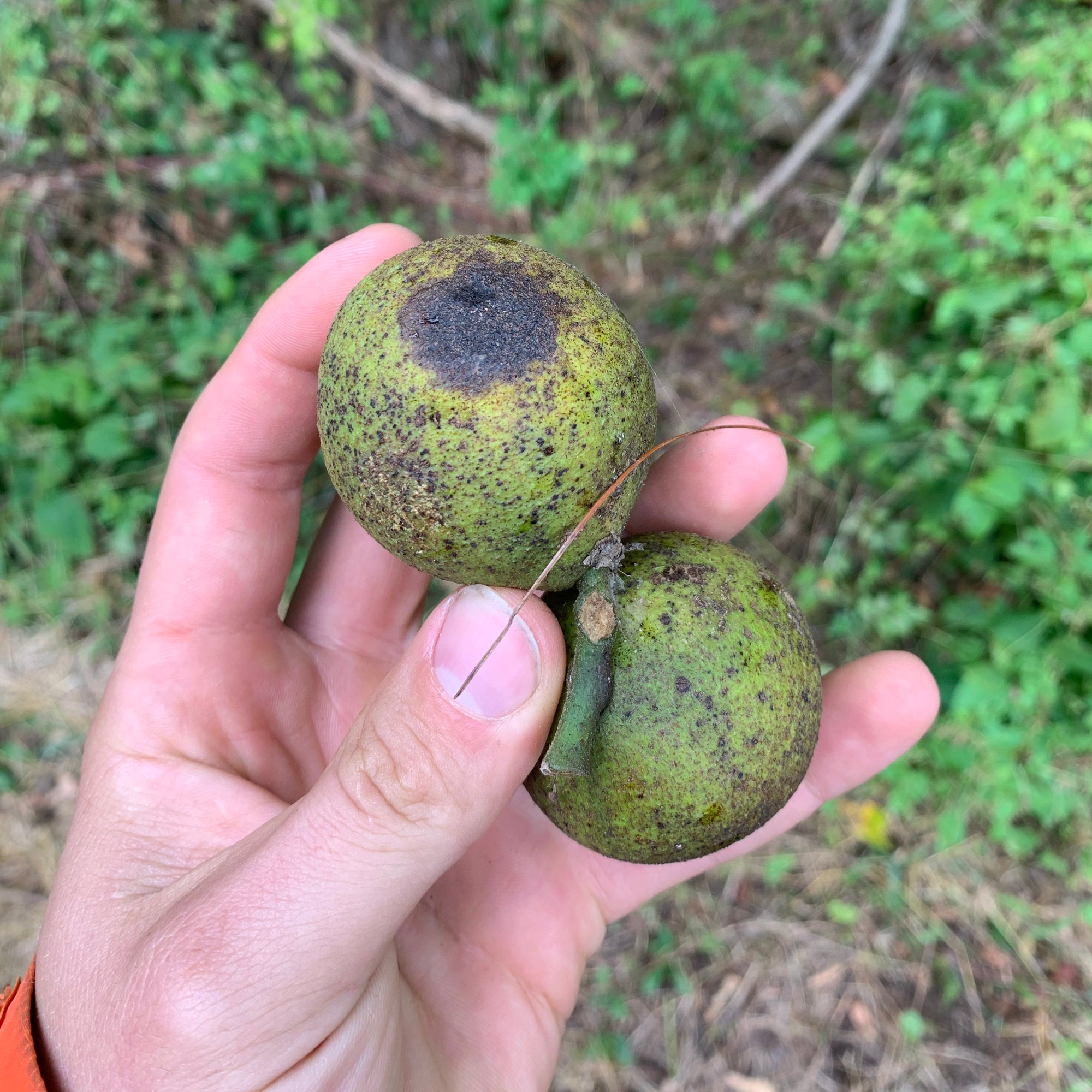 Harvesting Walnuts