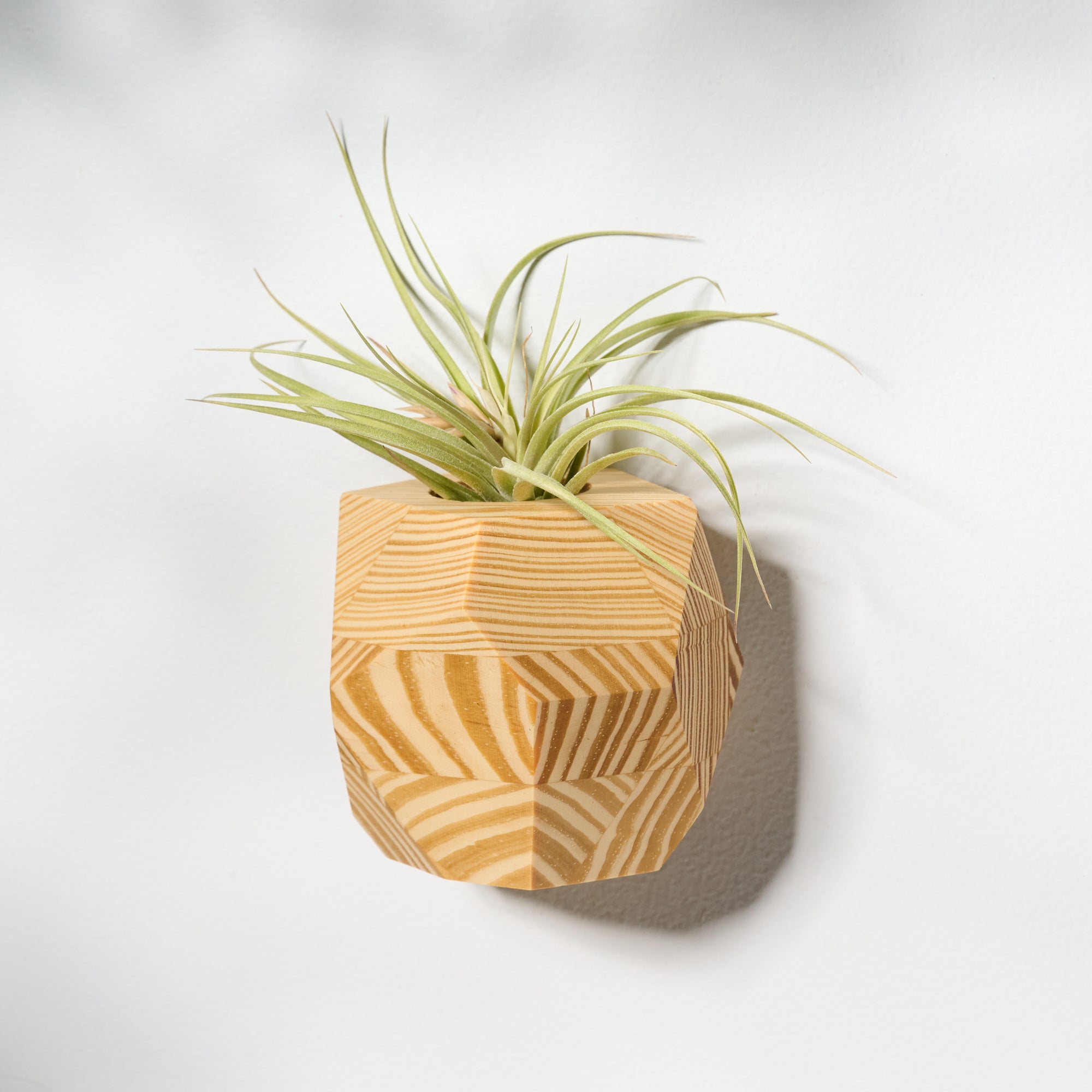 pottery air plant holder Geometric faceted wall mounted air plant holder