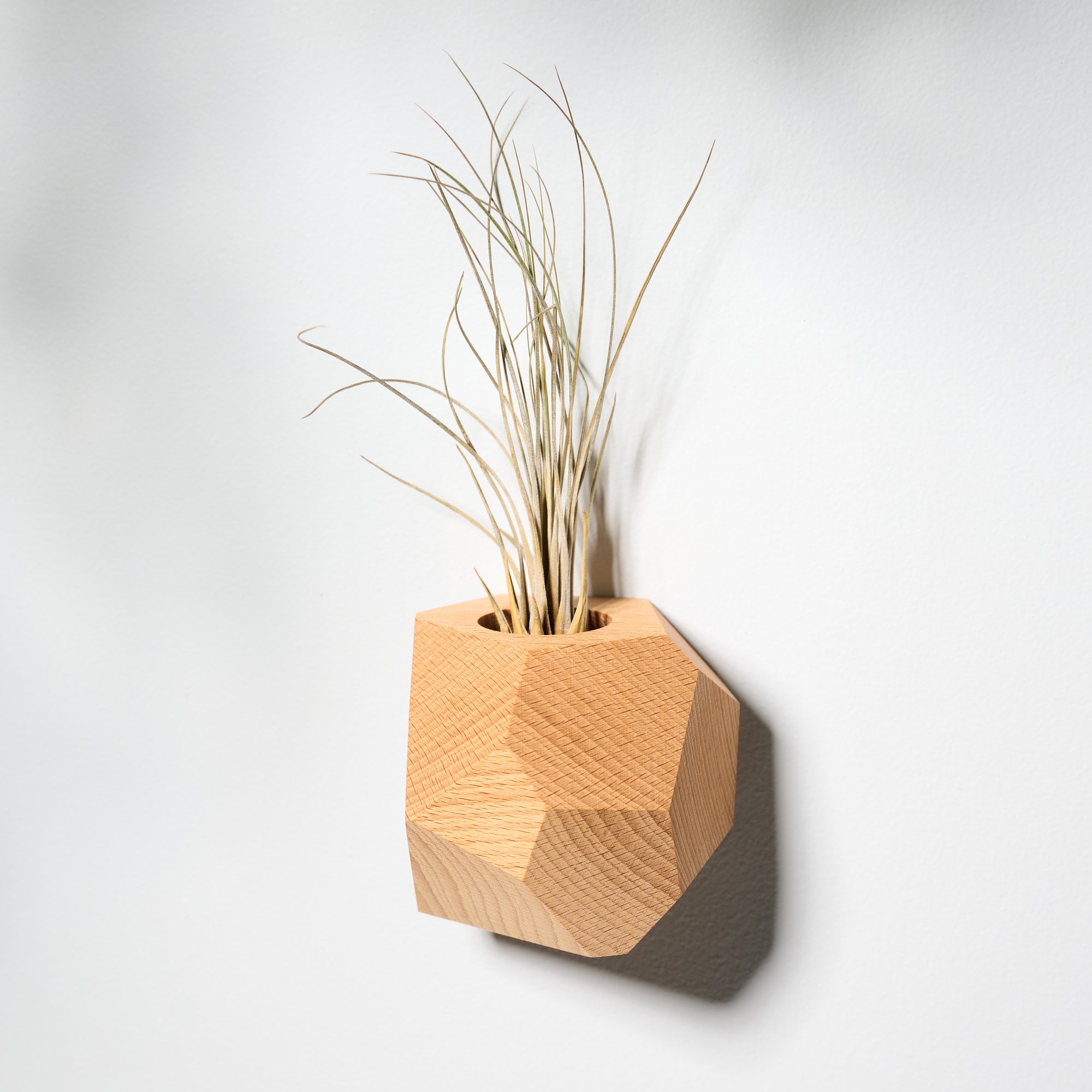 geometric air plant holder Geometric faceted wall mounted air plant holder