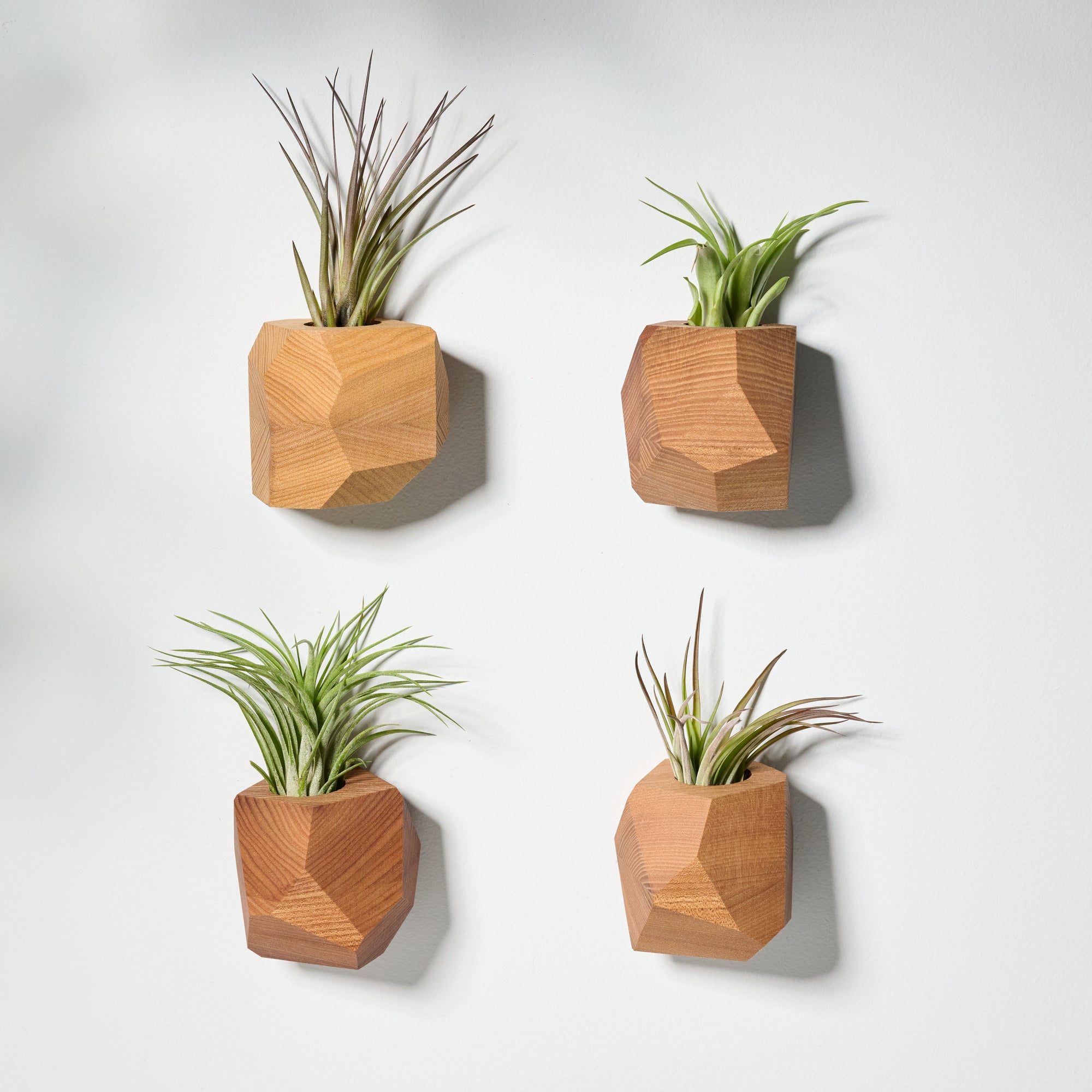 unique air plant holders Geometric faceted wall mounted air plant holder