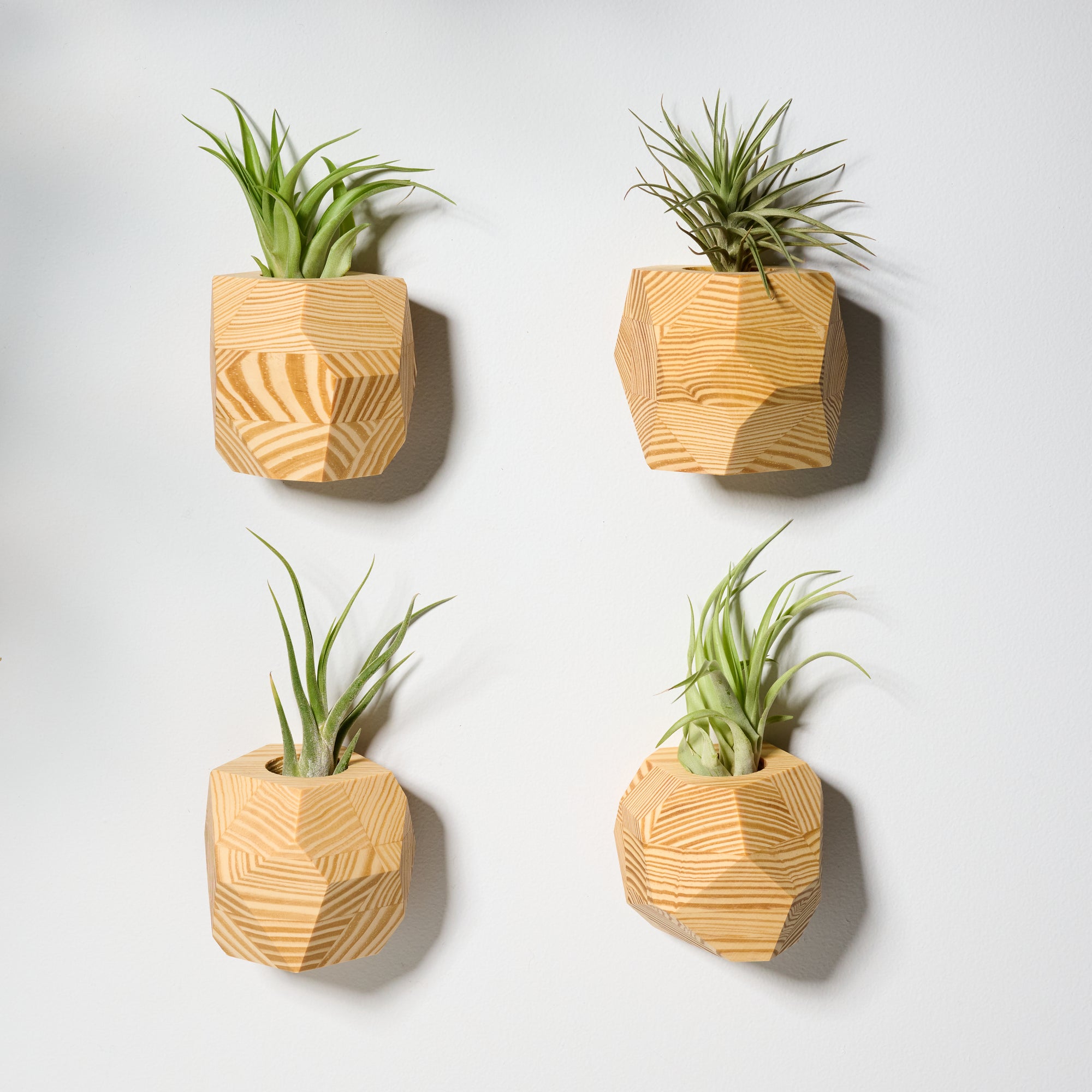 air plant wall holder Geometric faceted wall mounted air plant holder