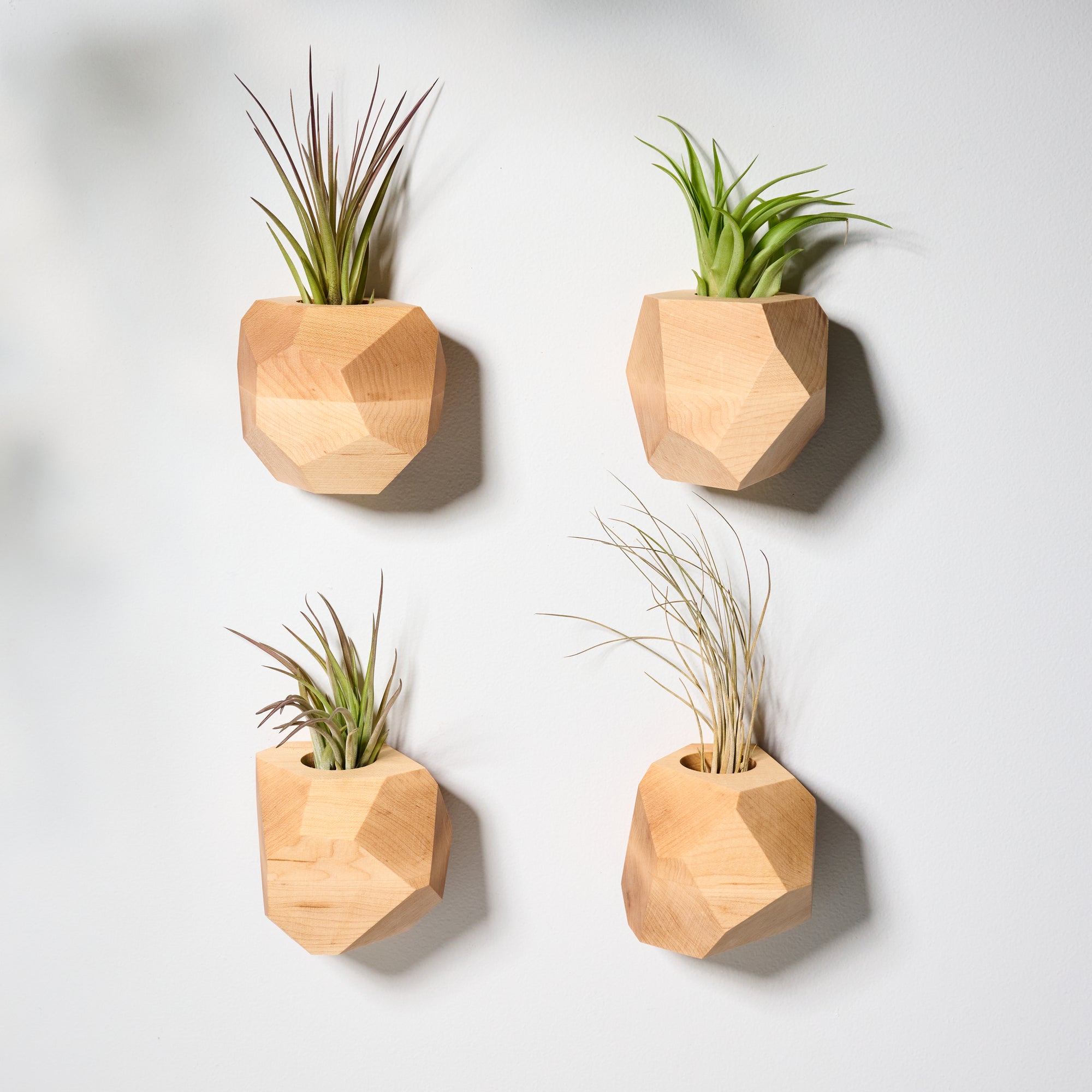 air plant planters Geometric faceted wall mounted air plant holder