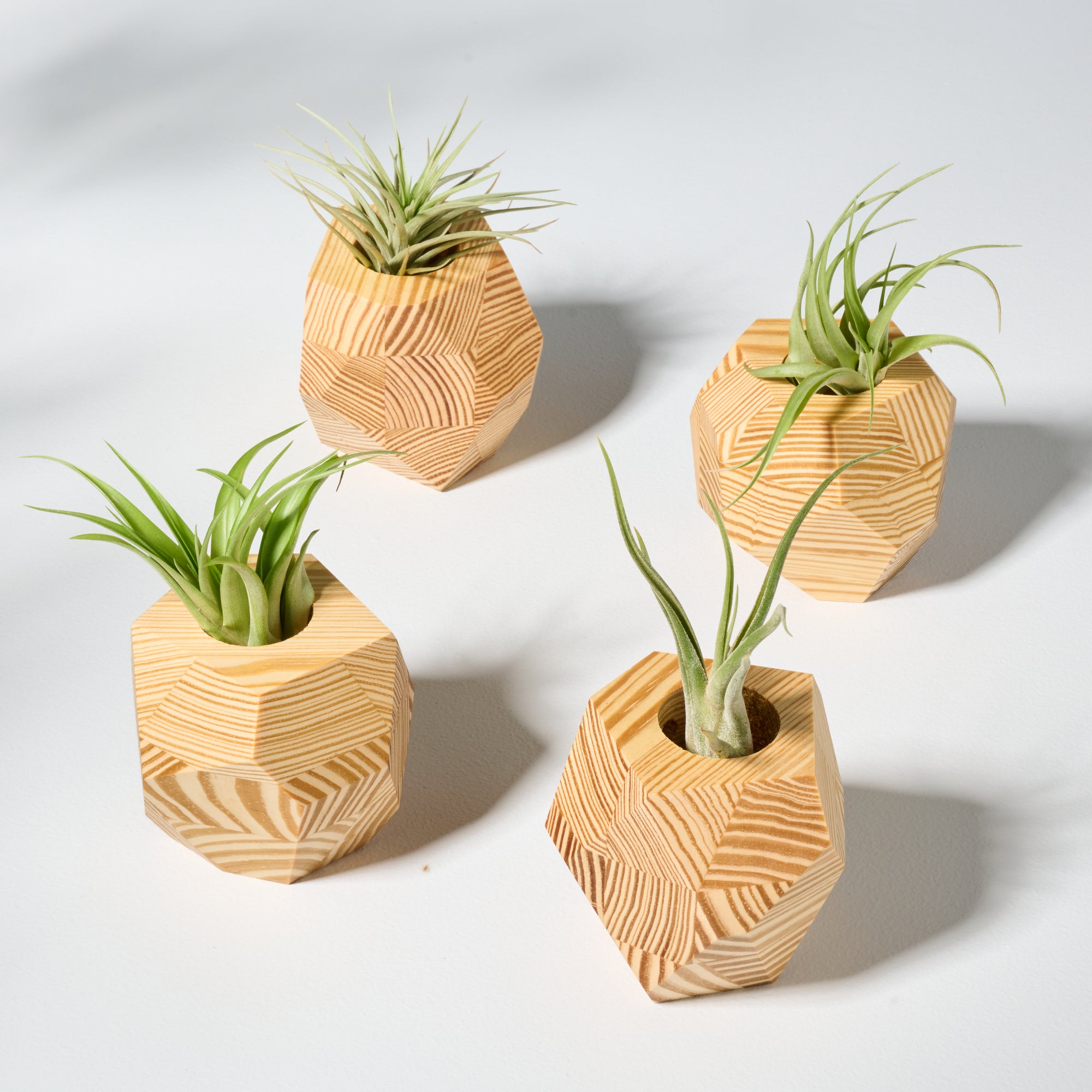 air plant holders Geometric faceted wall mounted air plant holder