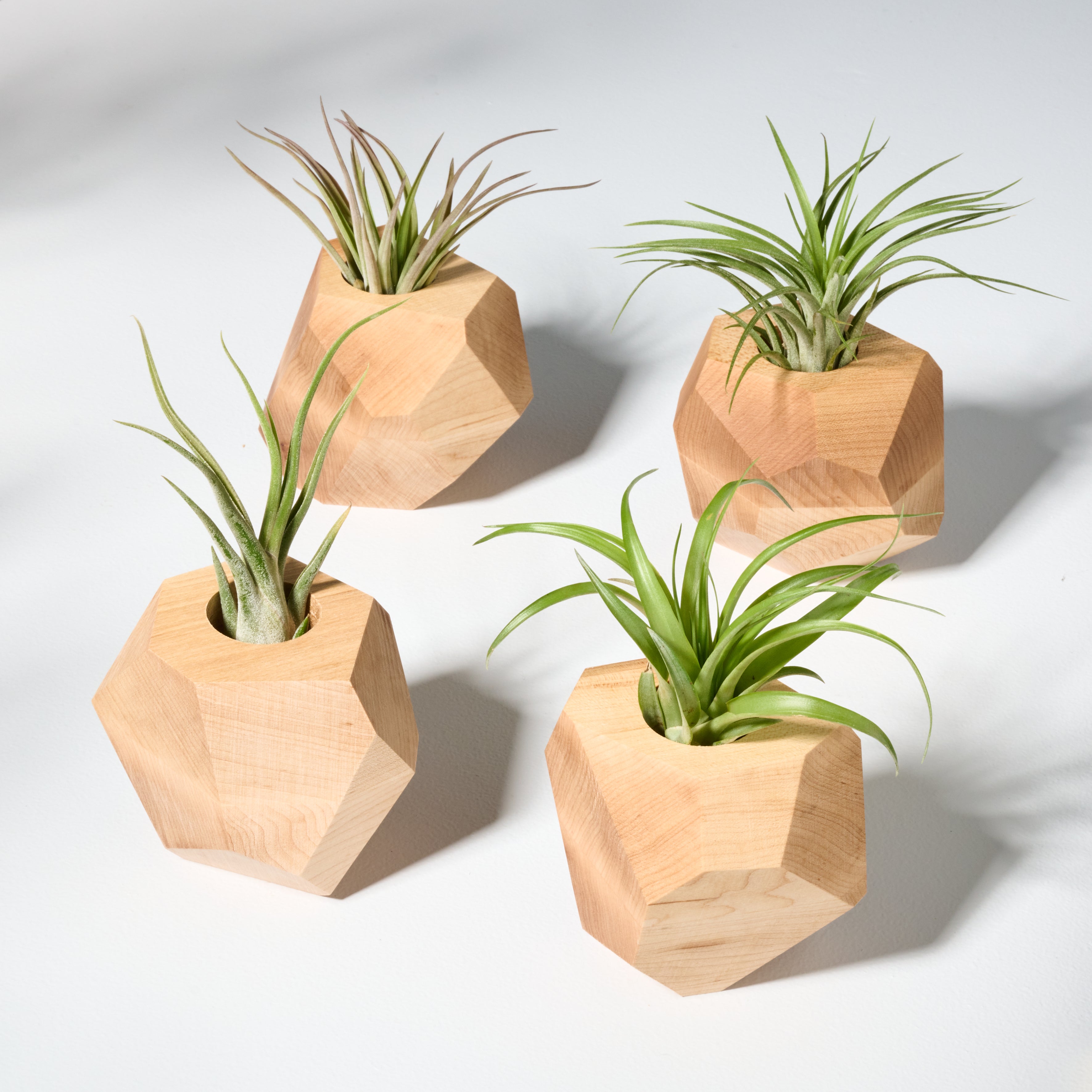 Geometric faceted wall mounted air plant holder
