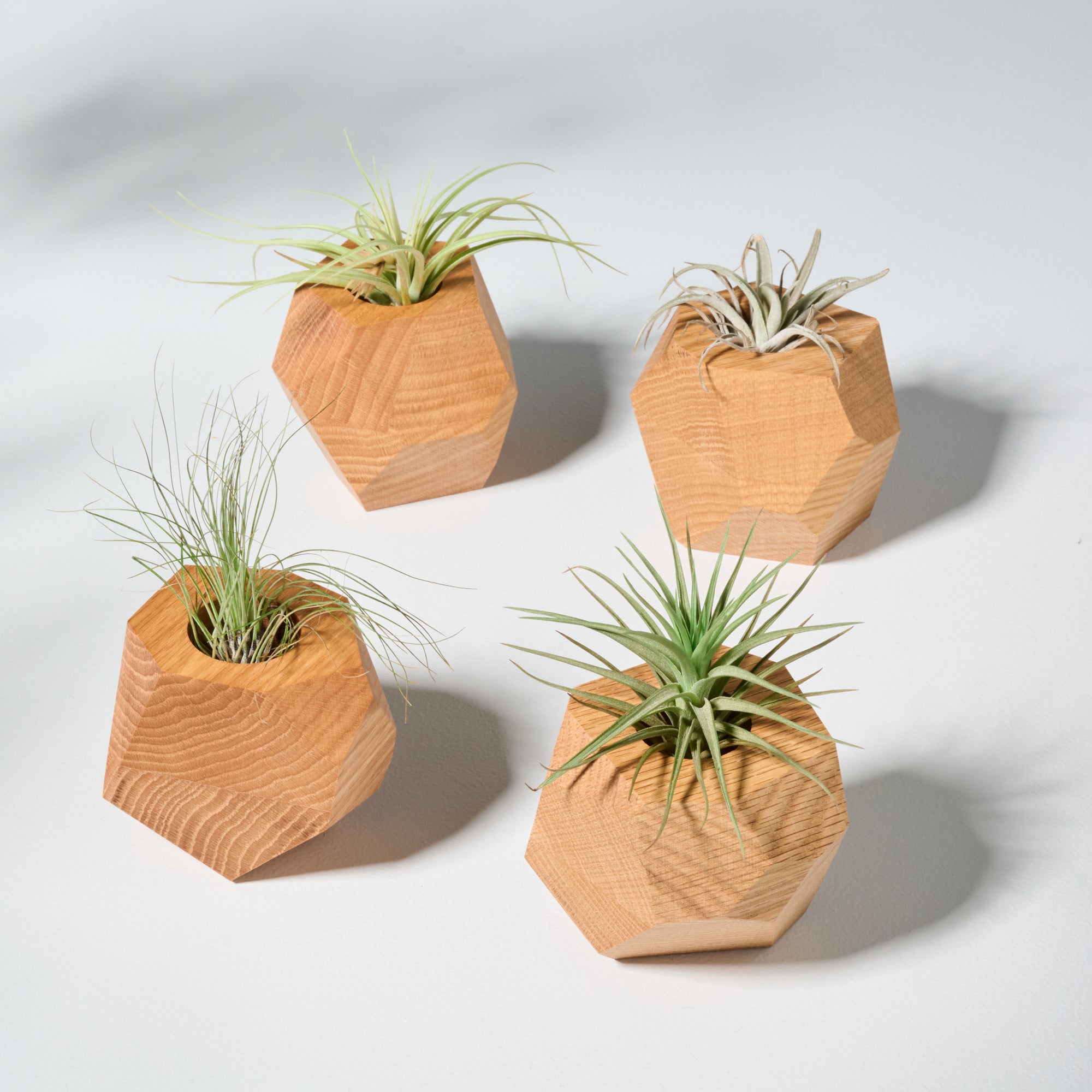 air plant holder design Geometric faceted wall mounted air plant holder