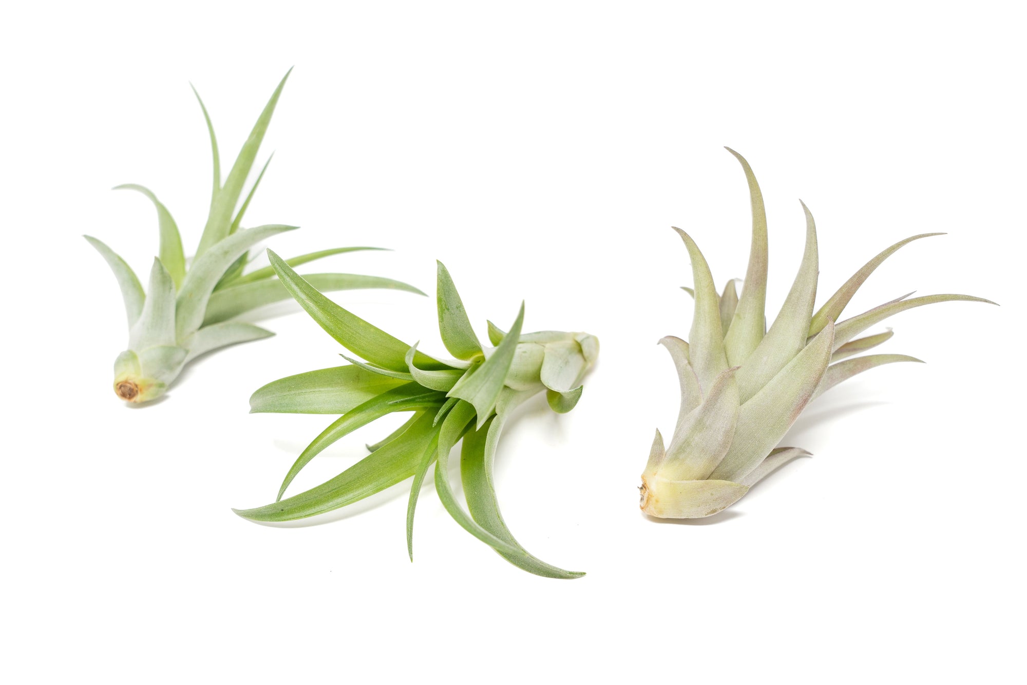 tillandsia red abdita air plants Large Tillandsia Abdita Brachycaulos Air Plants / 5-6 Inch Plants