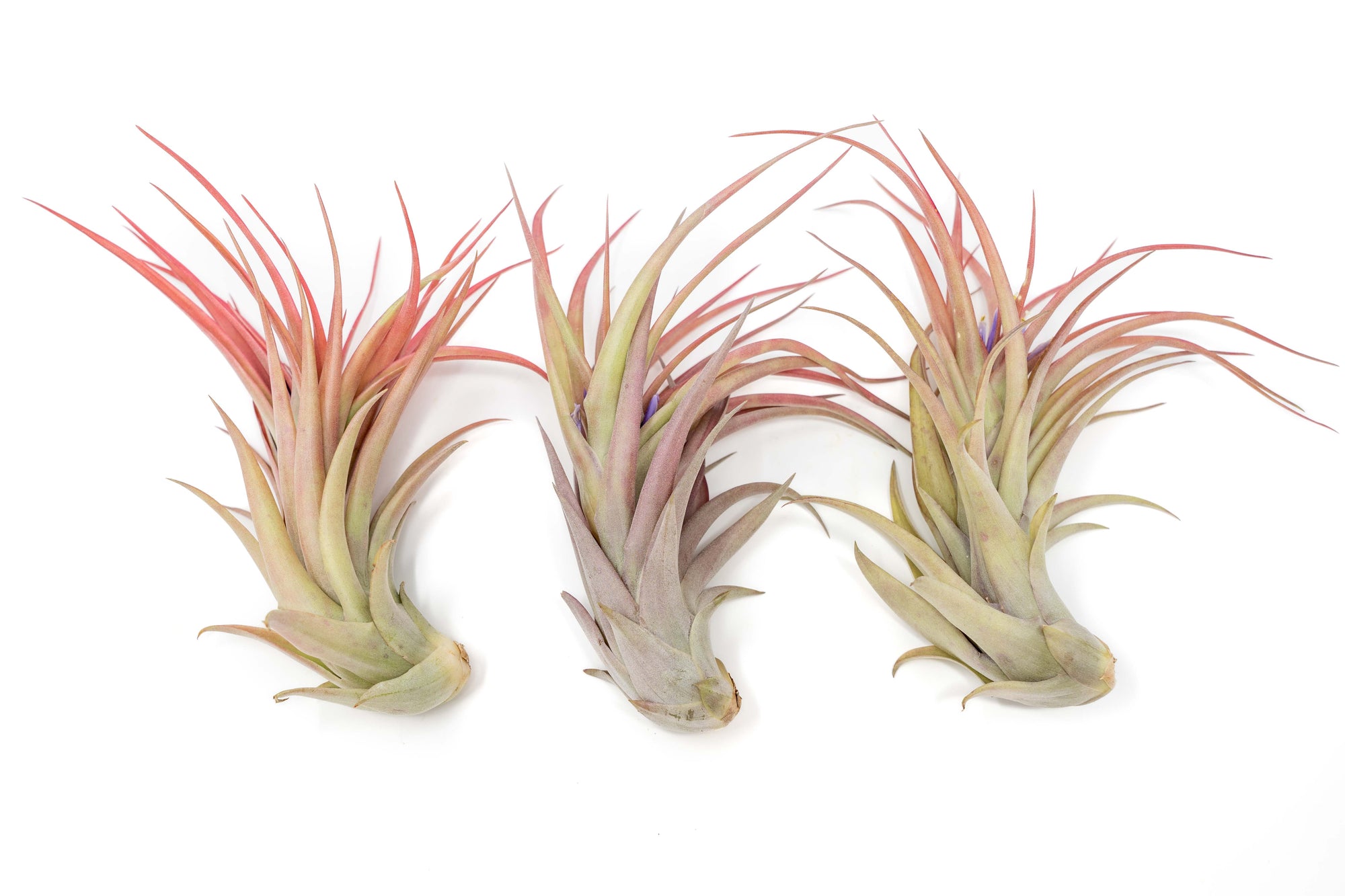 red abdita air plant care Large Tillandsia Abdita Brachycaulos Air Plants / 5-6 Inch Plants