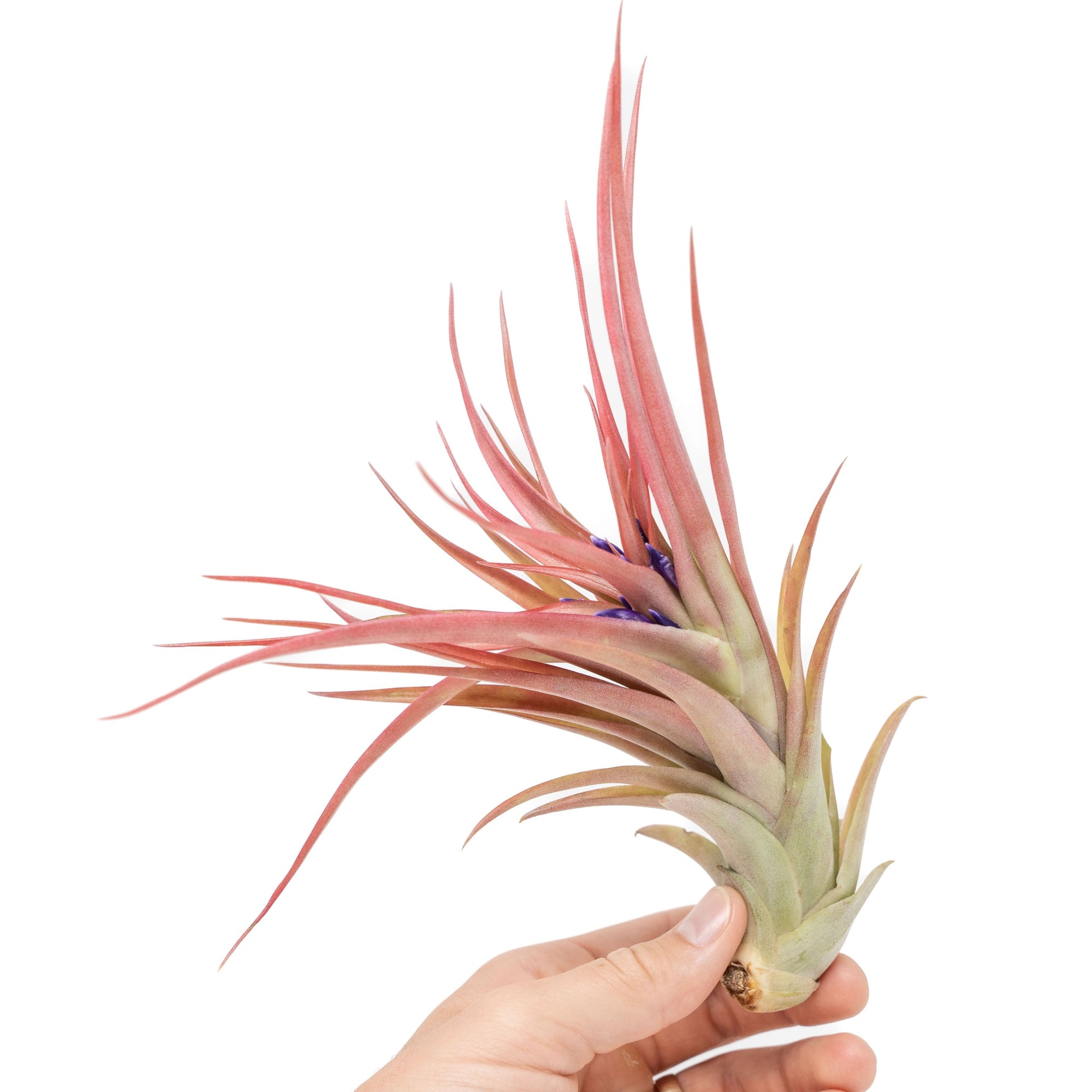 tillandsia red abdita air plants Large Tillandsia Abdita Brachycaulos Air Plants / 5-6 Inch Plants
