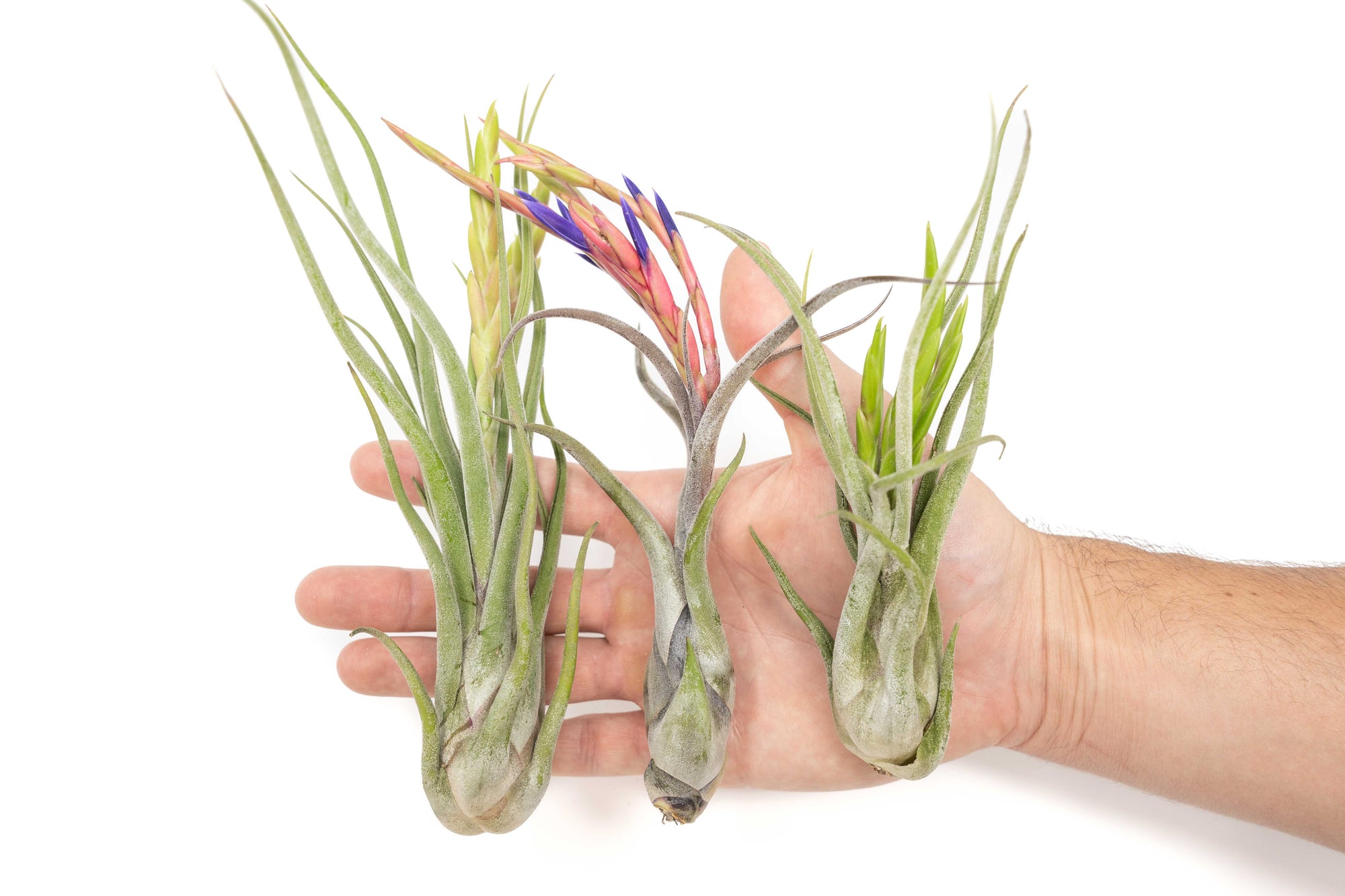 Large Tillandsia Caput Medusae Air Plants / 5-8 Inch Plants