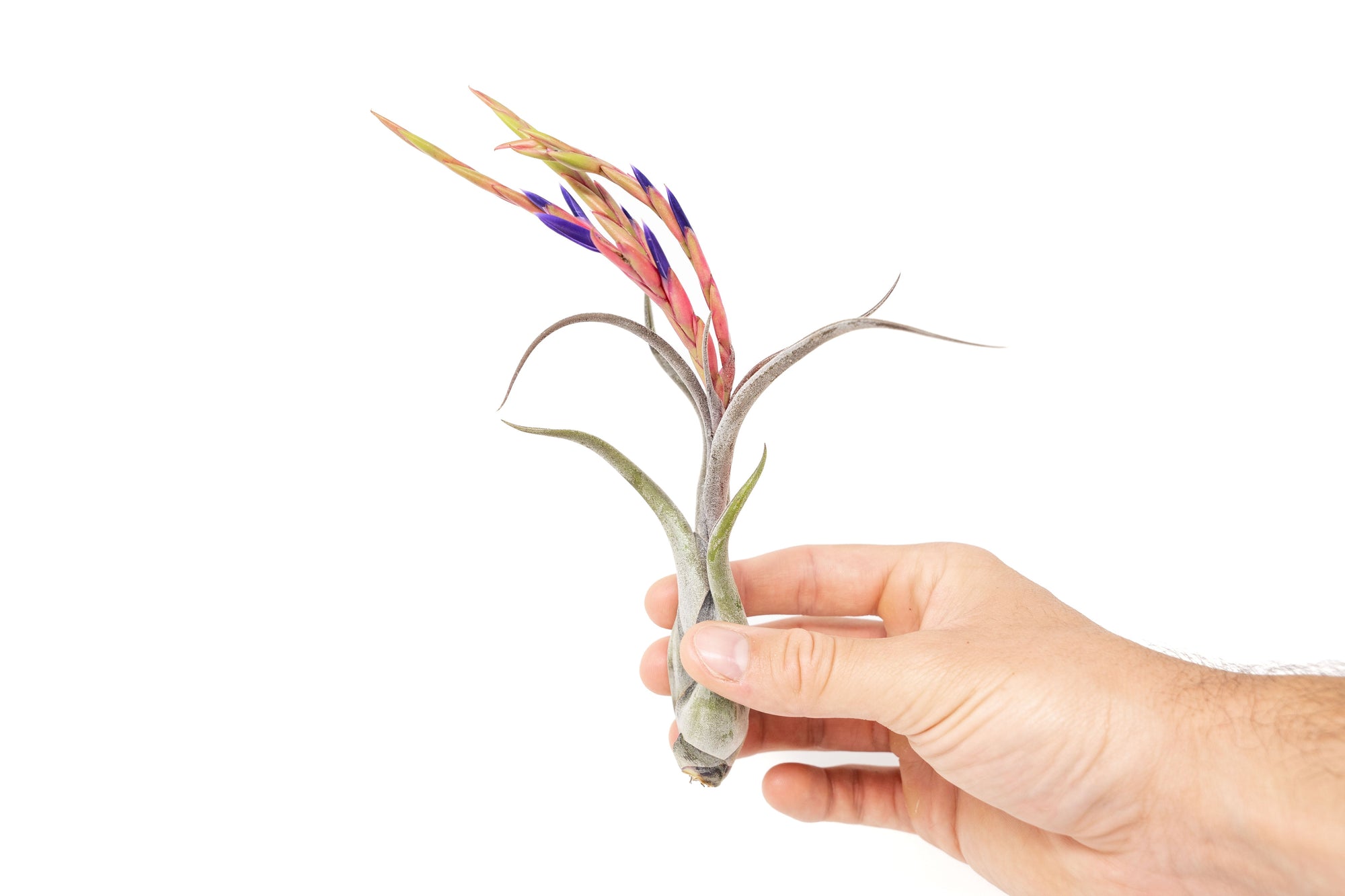 tillandsia caput medusae air plant Large Tillandsia Caput Medusae Air Plants / 5-8 Inch Plants