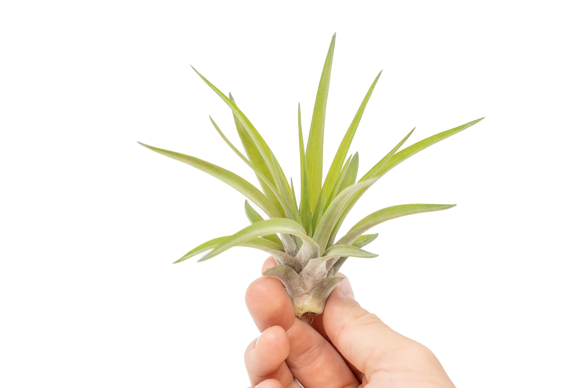 air plant for sale SALE - Large Tillandsia Velutina Air Plants - Set of 5 or 10
