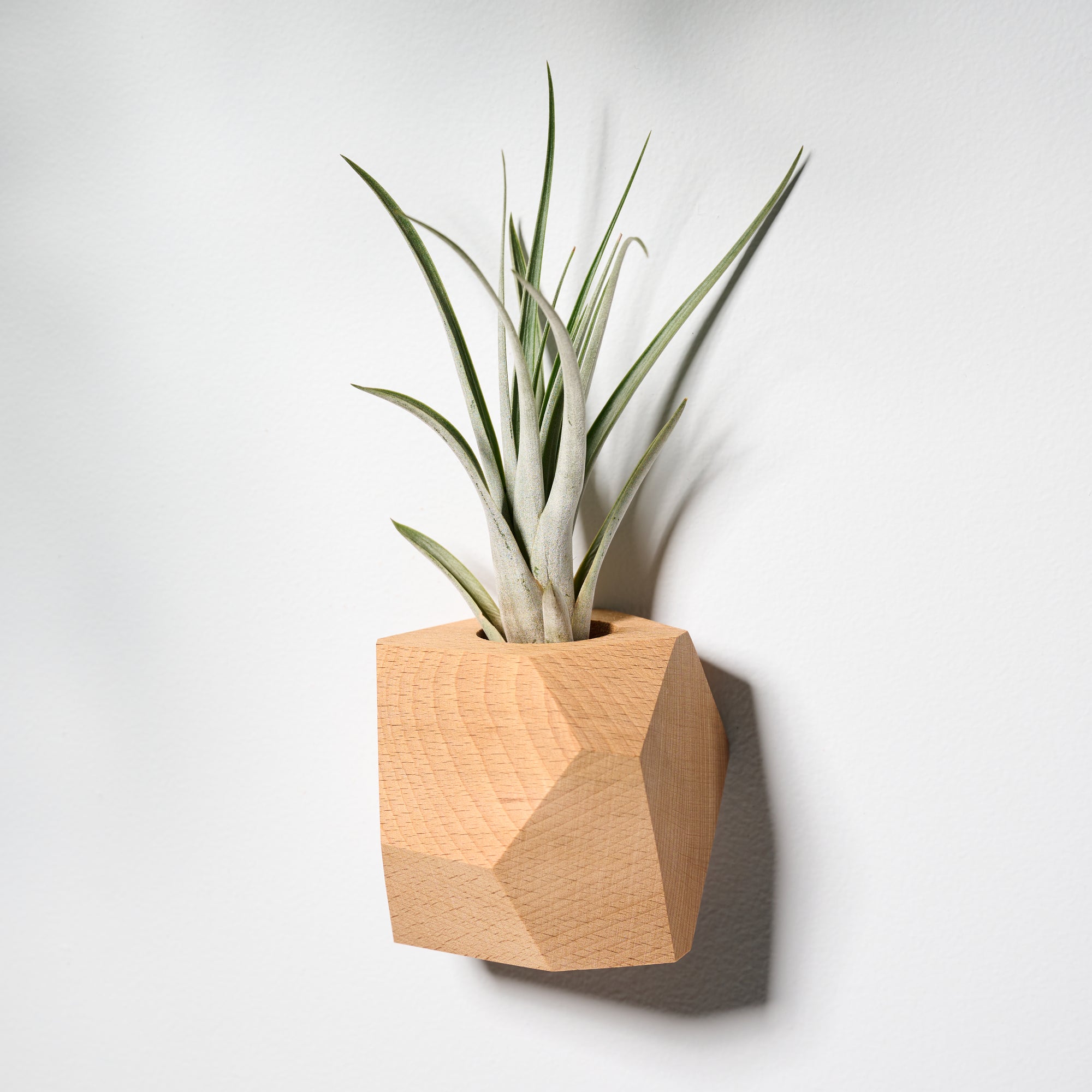 wall planter air plant Geometric faceted wall mounted air plant holder