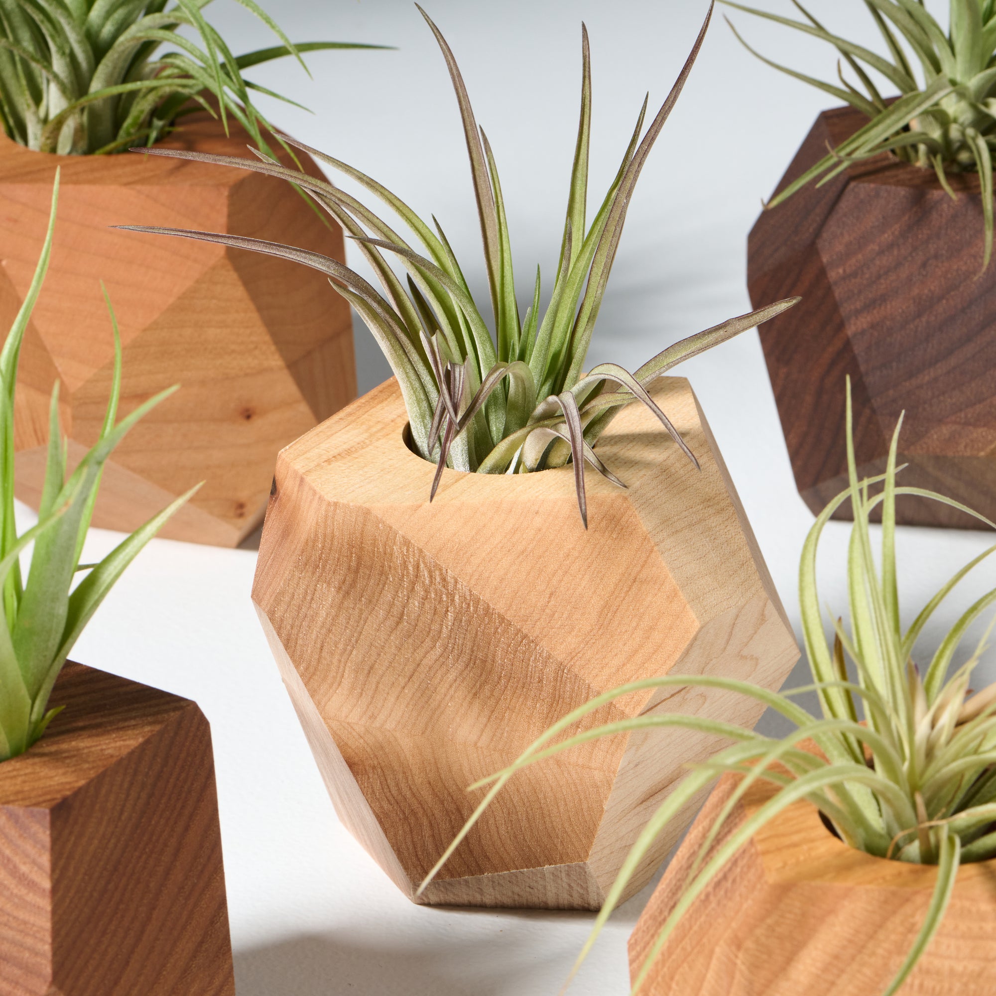 air plant bundle Geometric faceted wall mounted air plant holder