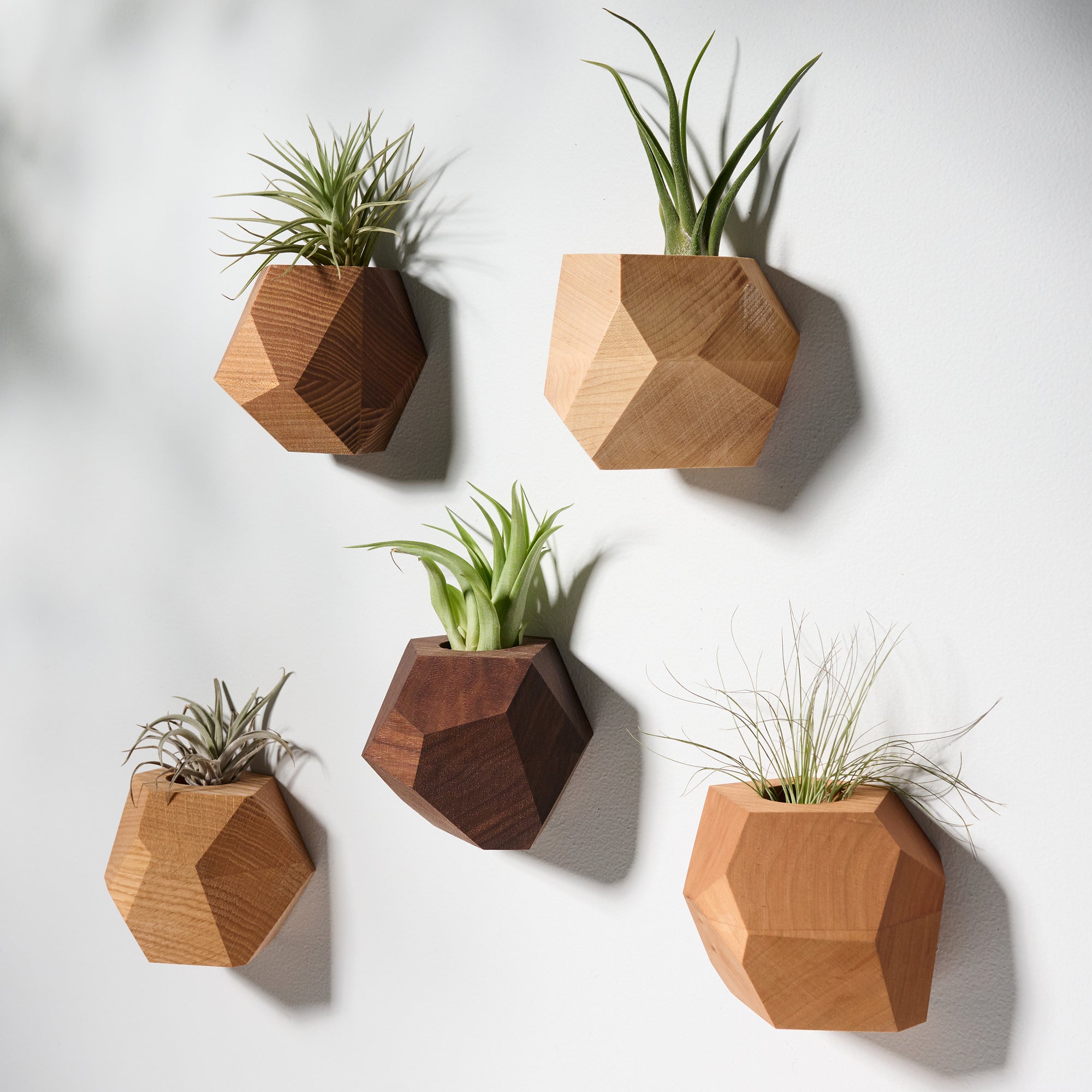 air plant set Geometric faceted wall mounted air plant holder