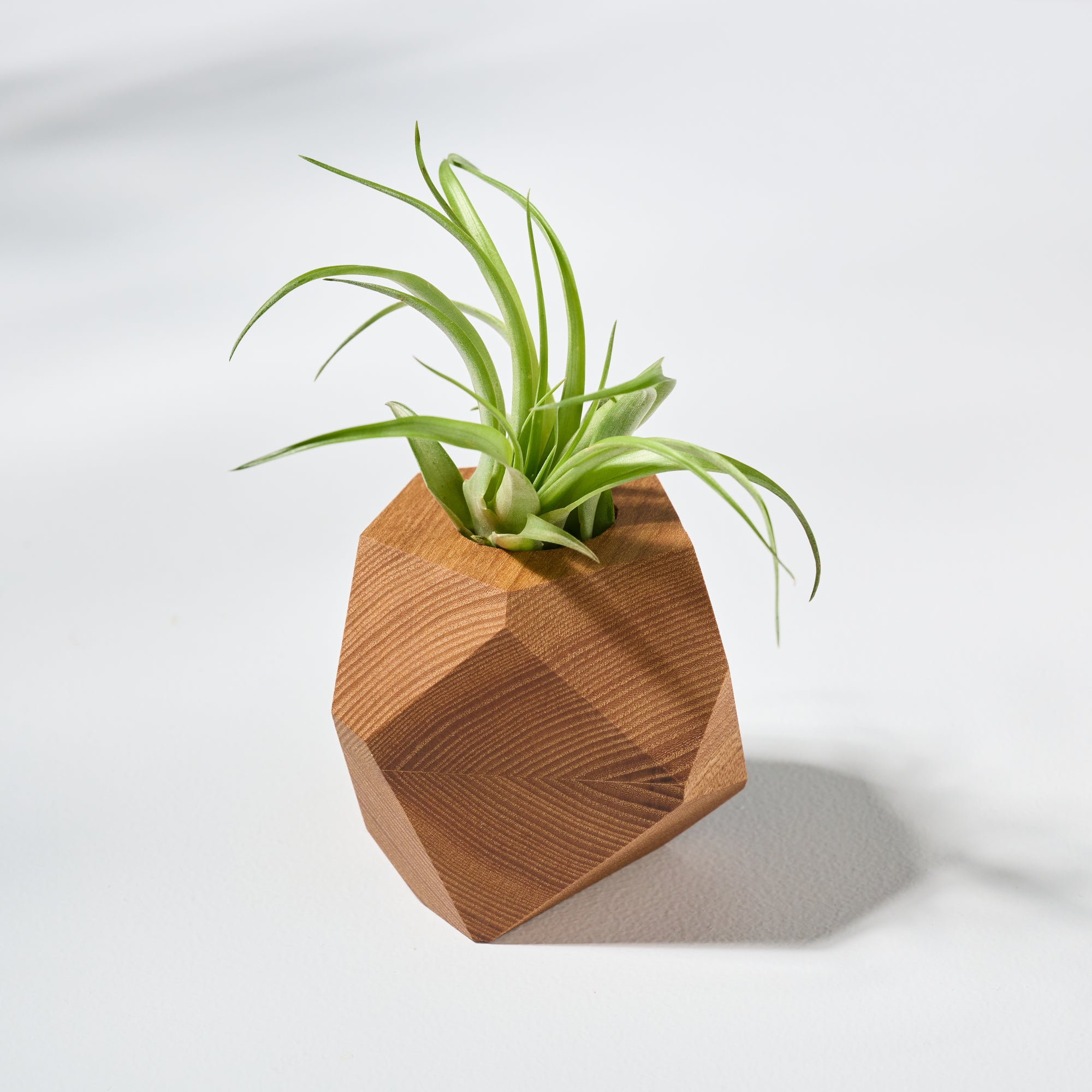 cheap air plant holders Geometric faceted wall mounted air plant holder