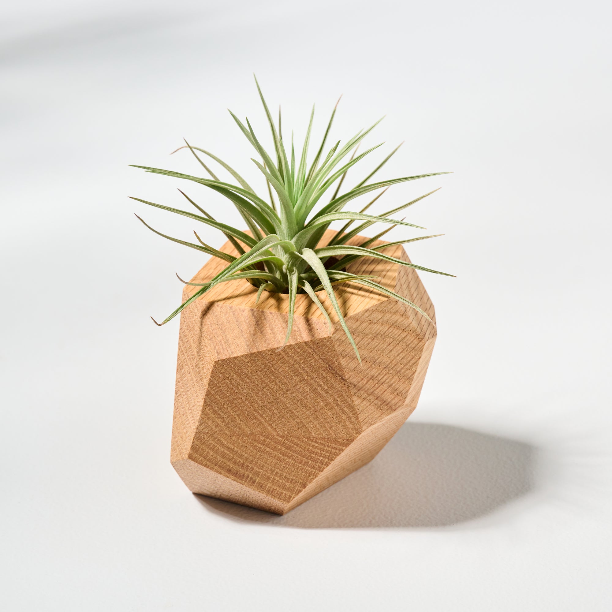 air plant planter Geometric faceted wall mounted air plant holder