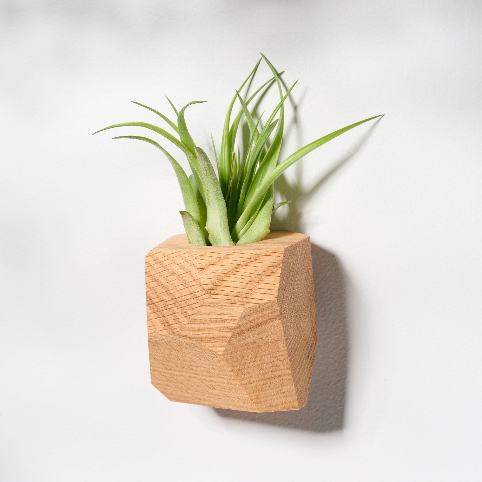 air planter holder Geometric faceted wall mounted air plant holder