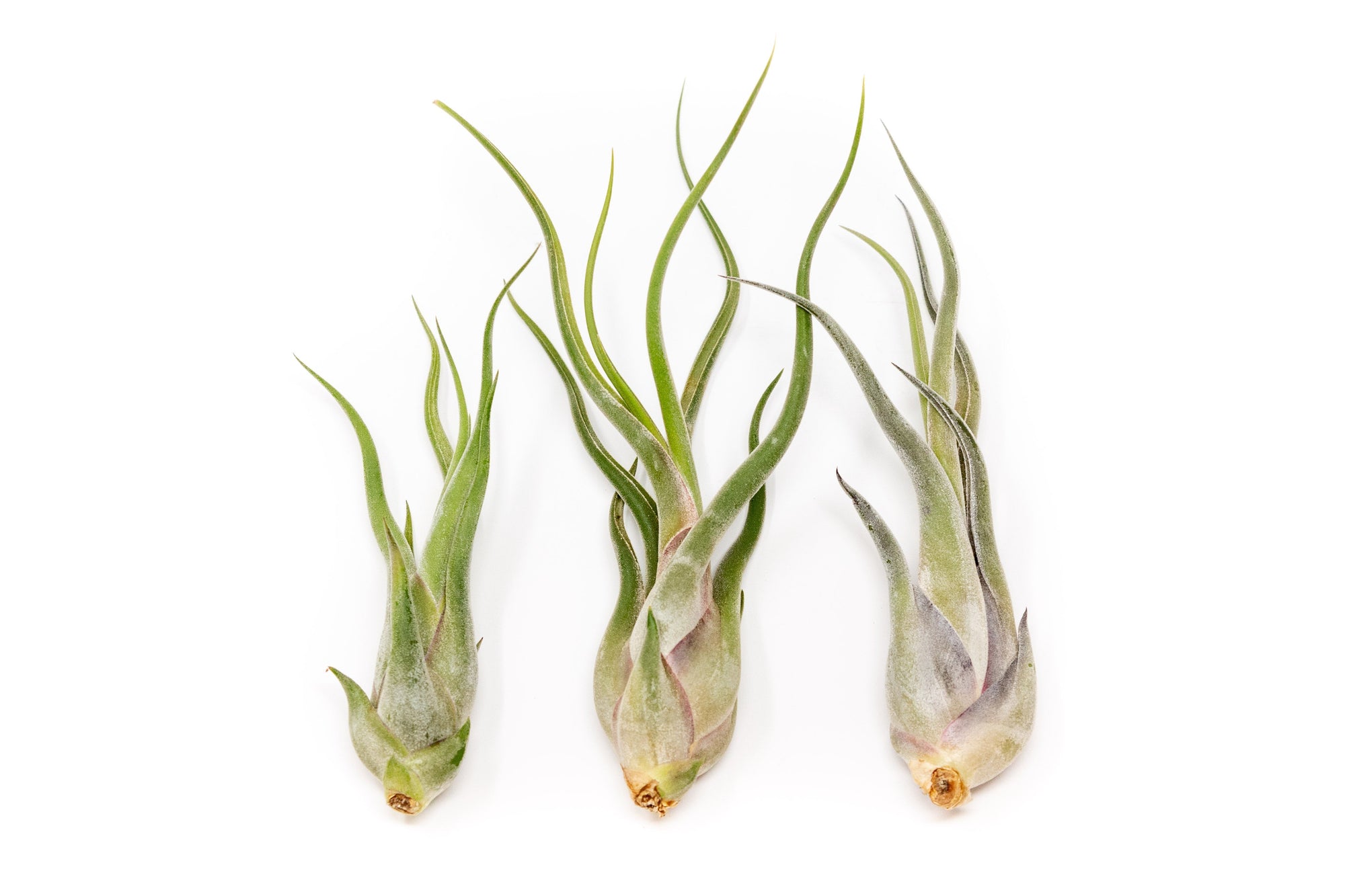 Large Tillandsia Caput Medusae Air Plants / 5-8 Inch Plants