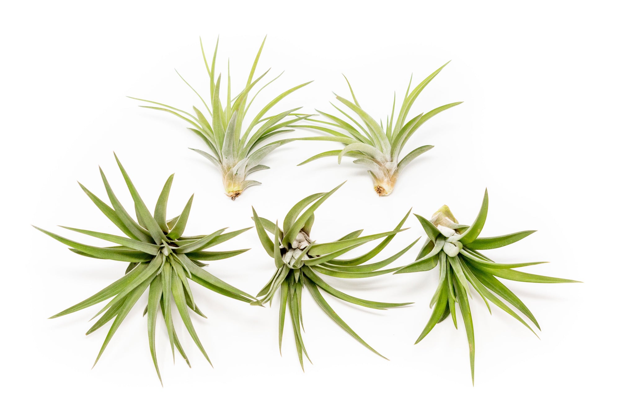 air plant for sale SALE - Large Tillandsia Velutina Air Plants - Set of 5 or 10