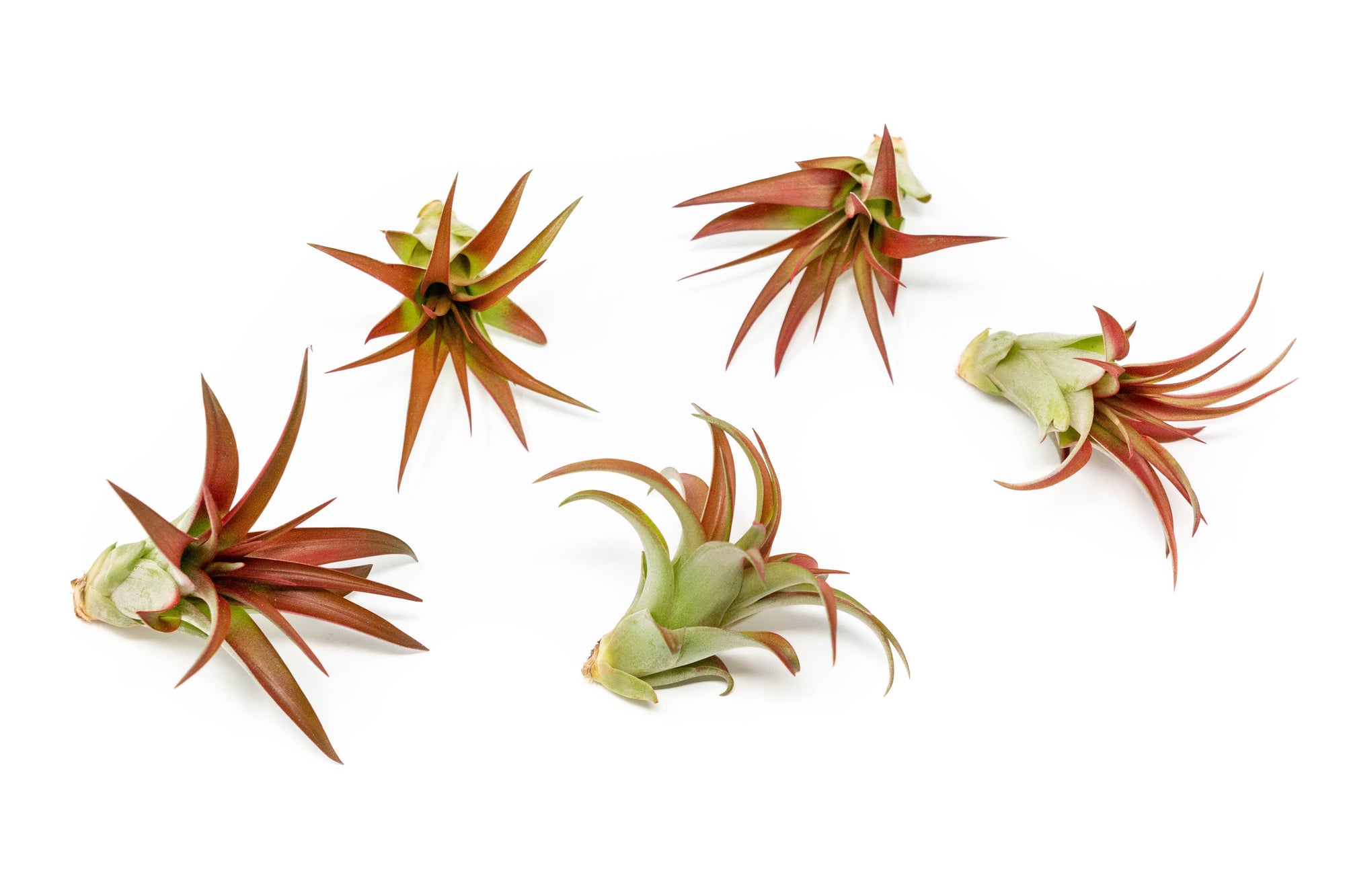 tillandsia red abdita air plants Now in Blush