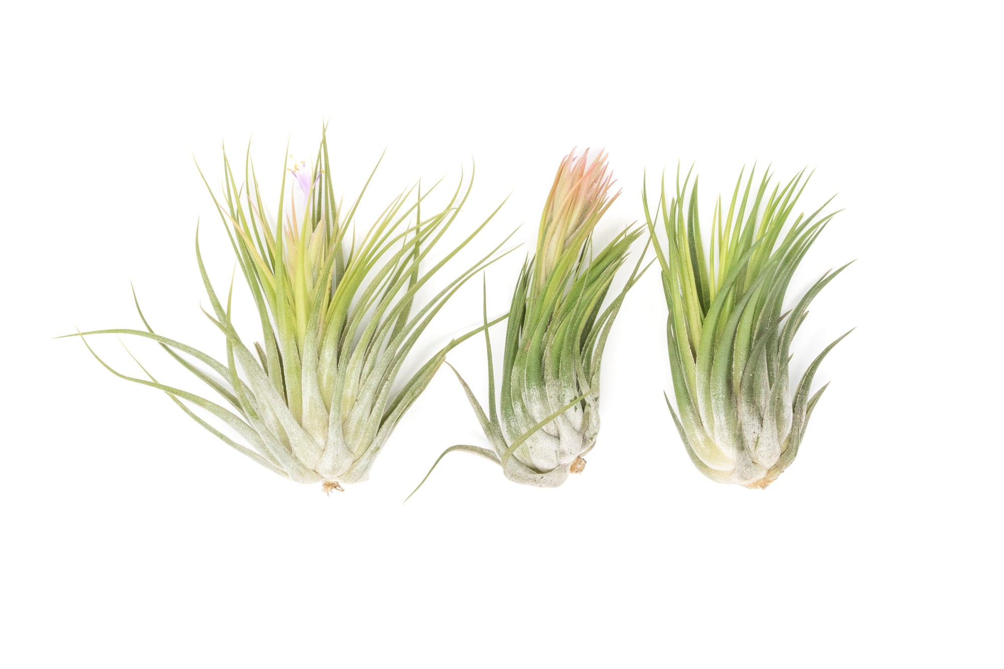 xl air plant Large Tillandsia Ionantha Scaposa